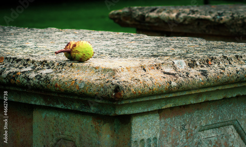 A double horse chestnut lies on the top of a lichen encrusted grave tomb sarcophagus in an English cemetery in Autumn symbolising the concept of new life after death and hope photo