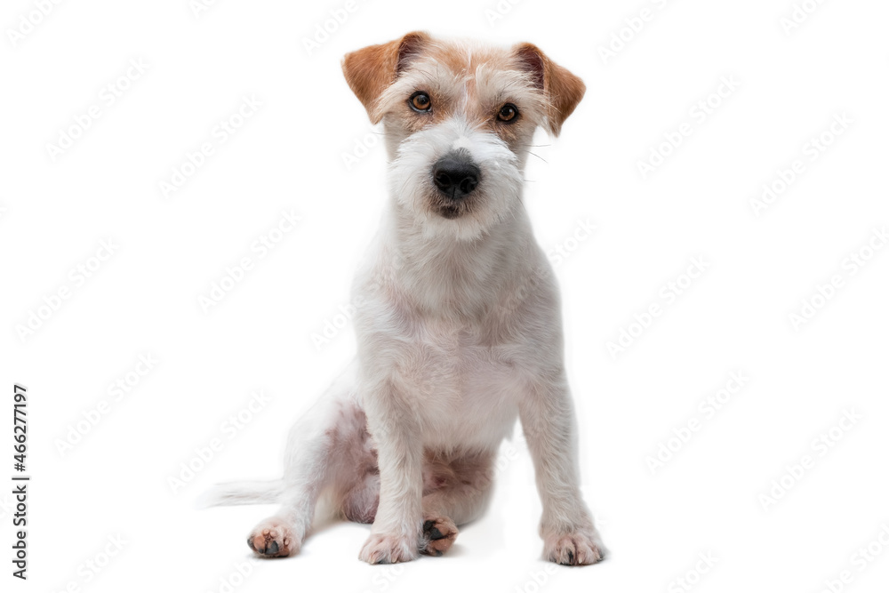 Portrait of Sitting Jack Russell Terrier Isolated on White Background