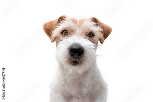 Grooming procedure in a veterinary clinic. Jack russell terrier head portrait isolated on white background