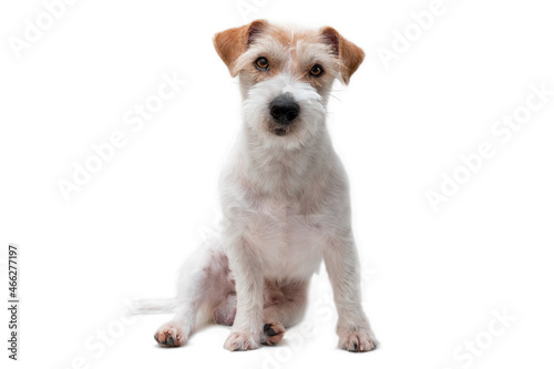 Portrait of Sitting Jack Russell Terrier Isolated on White Background