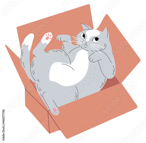 Cat lies upside down in a small box