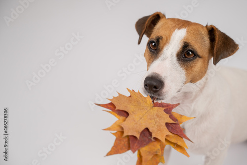 The dog is holding a bunch of maple leaves on a white background.