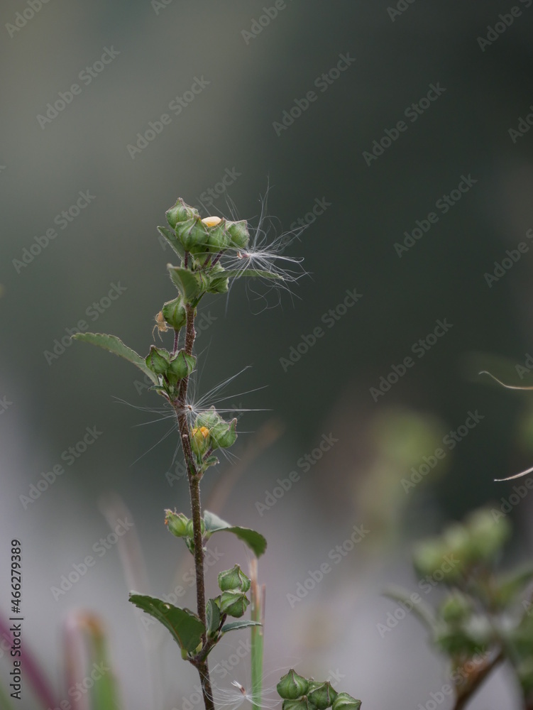 Fototapeta premium flower bud