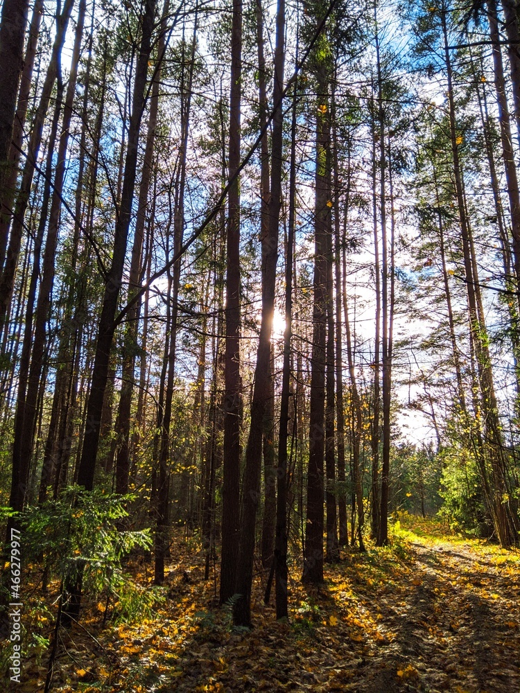 Fototapeta premium pine forest in the morning