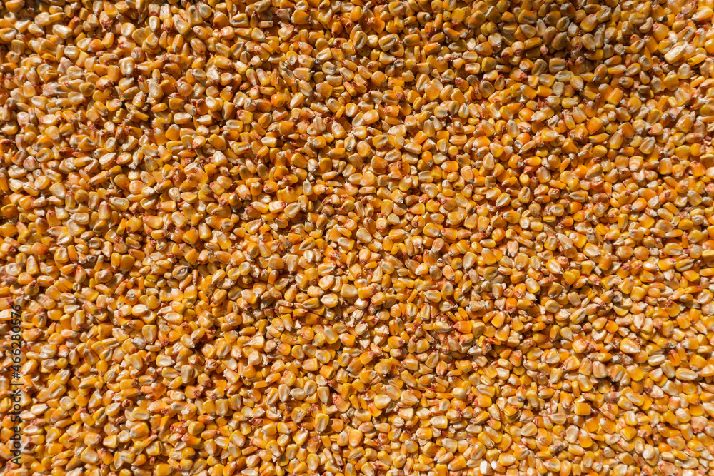 Raw and ripe corn kernels close up and texture. Raw and ripe corn kernels close up and texture.