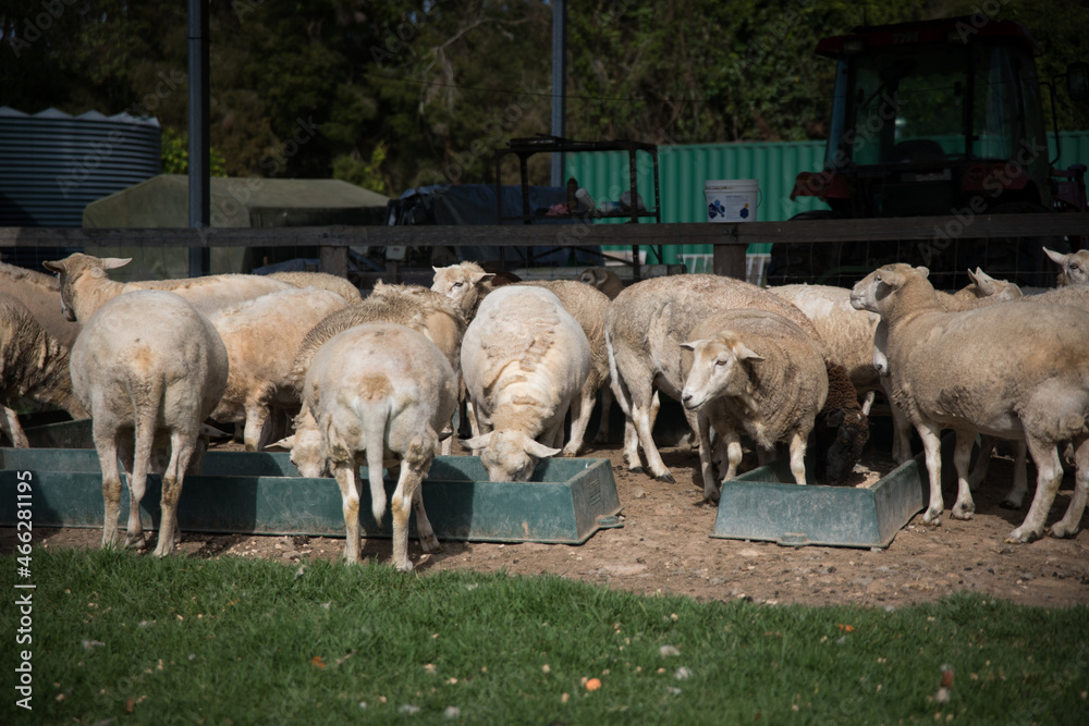 Obraz premium Working farm