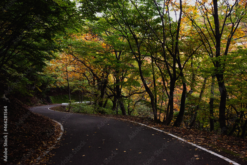 兵庫県・新温泉町の上山高原から鳥取県境の紅葉する林道をハイキング、ドライブ、ツーリング


