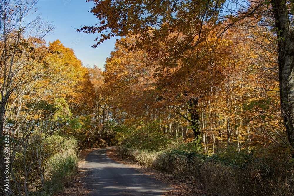兵庫県・新温泉町の上山高原から鳥取県境の紅葉する林道をハイキング、ドライブ、ツーリング


