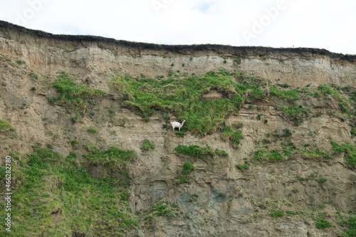 White Goat walking on a very steep cliff