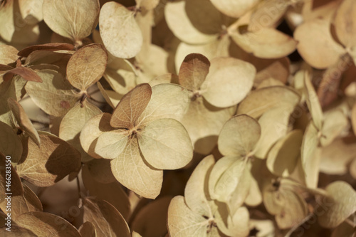 Beautiful dry flowers. Dried hydrangea petals close up. Stylish poster, soft focus