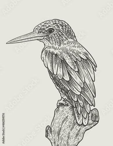 illustration vintage bird engraving style