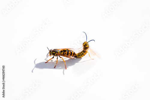 Two large wasps mating on white background