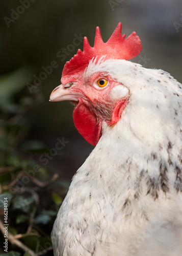 Portrait of a white chicken