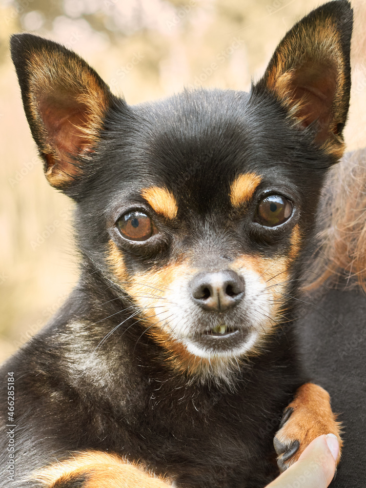 Portrait of a black short haired chihuahua