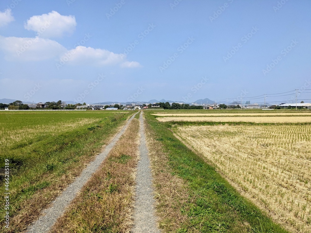 landscape with a field