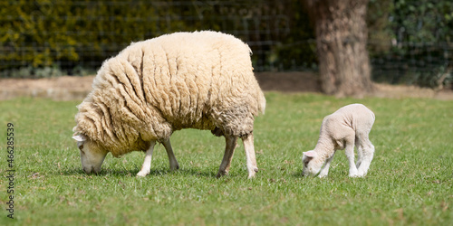 White Flemish sheep and her lamb