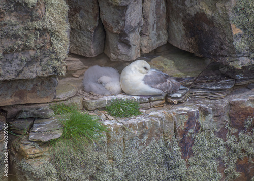 Seagull and her baby, resting on a remote cliffedge on the northwest coast of Scotland photo
