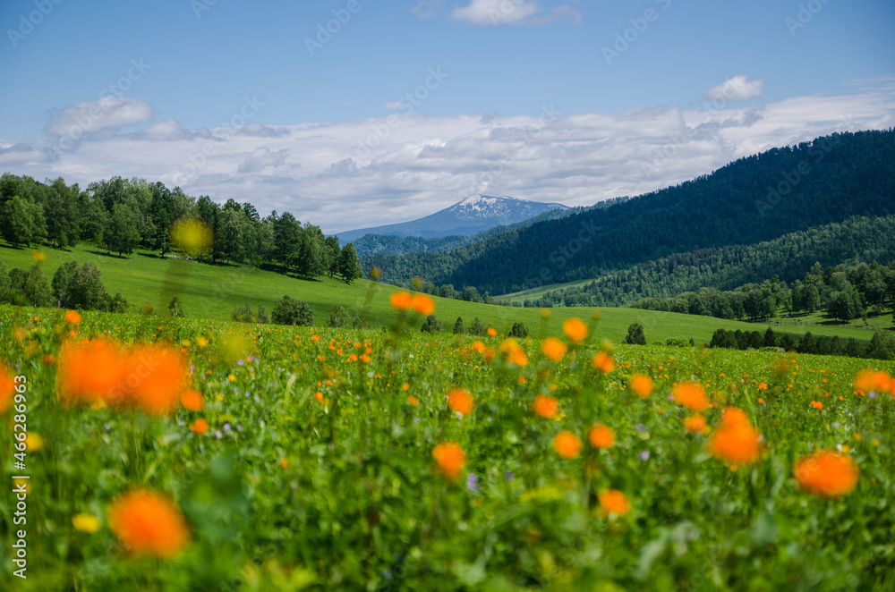 Green valley high on the mountains with the view to clear sky in summer day is spangled with blooming flowers. Summer landscape, Altai Mountains.