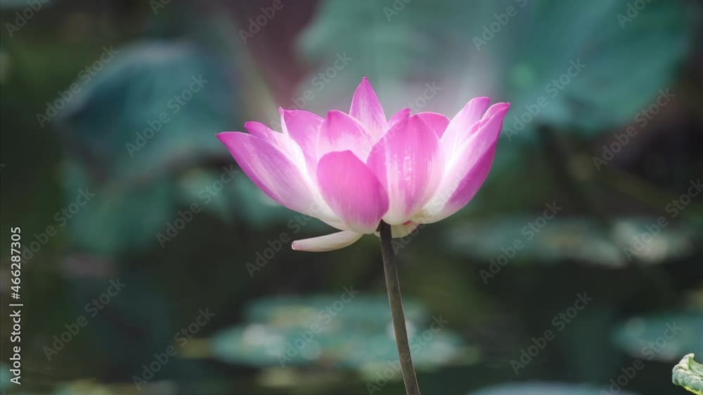 Lotus flower opening with with rays of light coming from it. Bali. Lotus flower opening with with rays of light coming from it. Bali.