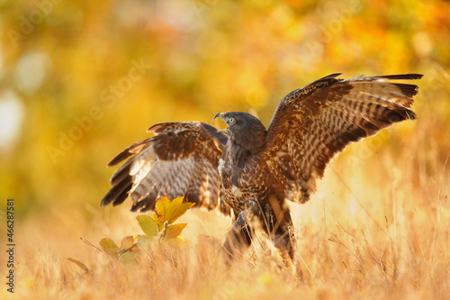 the common buzzaerd sitting on the ground. Buteo buteo. Wildlife scene from european nature. Portrait of a beautiful bird of prey.