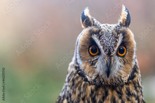 Front view portrait of Long-eared Owl closeup. Horizontally.