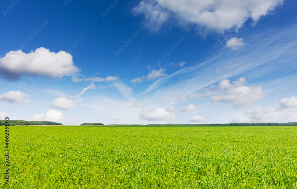 Idyllic landscape, blue sky and fresh grass. Green grass and sky at beautiful day.