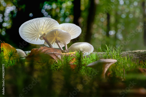 White glowing mushroom in the woods photo