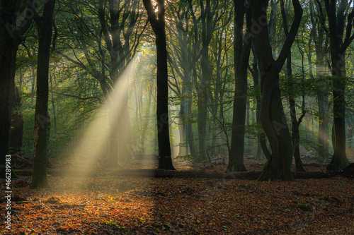 Fototapeta Naklejka Na Ścianę i Meble -  Morning light through the trees in a foggy autumn day