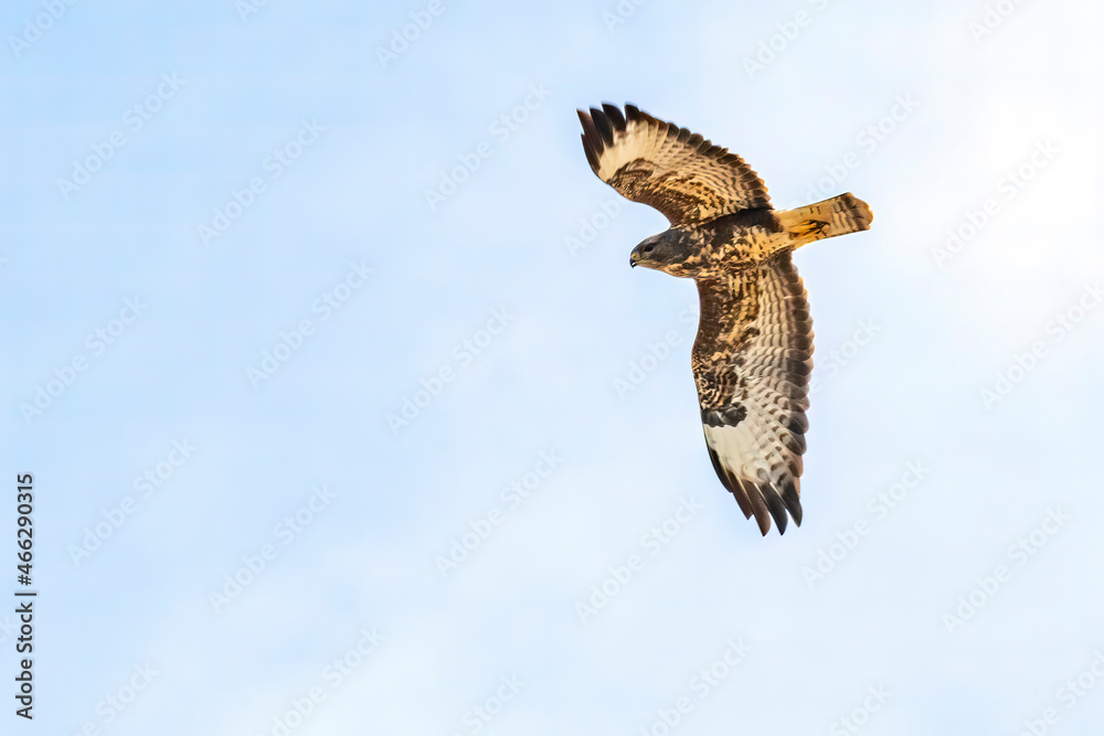 Fototapeta premium gheppio in volo