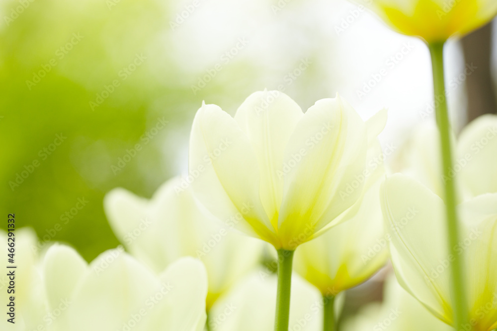 White tulips