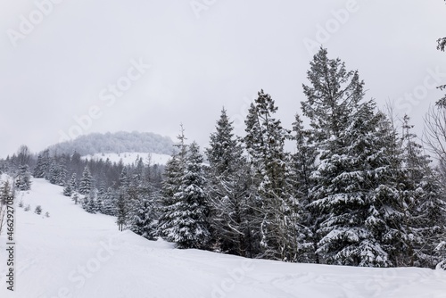 Harsh winter landscape beautiful snowy fir trees © YouraPechkin