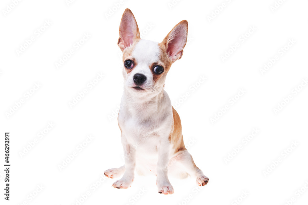 Beautiful and cute white and brown mexican chihuahua dog over isolated background. Studio shoot of purebreed miniature chihuahua puppy. Beautiful and cute white and brown mexican chihuahua dog over isolated background. Studio shoot of purebreed miniature chihuahua puppy.