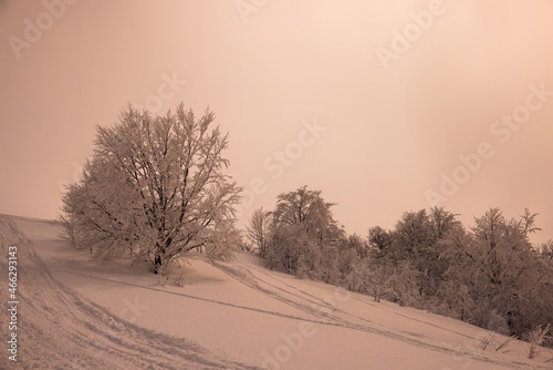 Small fragile tree in mountains covered with hoarfrost