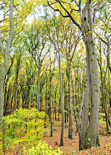 Fototapeta Naklejka Na Ścianę i Meble -  Drzewa buki las jesień Wolin Międzyzdroje