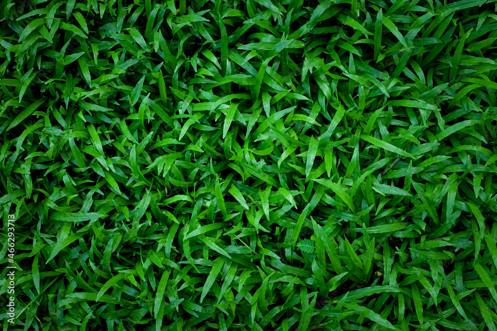 Full Frame of Green Grass Pattern Background. Full Frame of Green Grass Pattern Background.