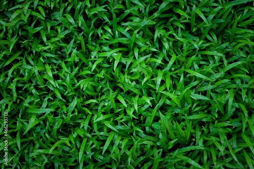 Full Frame of Green Grass Pattern Background.