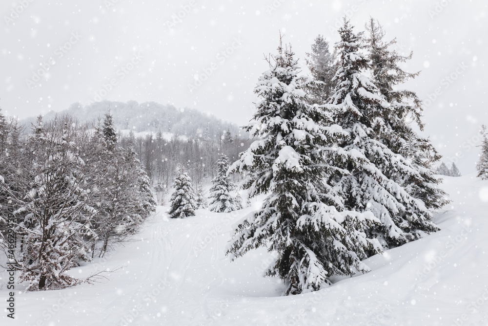 Fototapeta premium Harsh winter landscape beautiful snowy fir trees