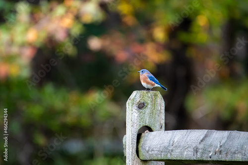 Male Eastern Bluebird Perching on a Fencepost in the Autumn photo