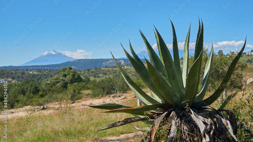 maguey, Mexican plant used in the elaboration of pulque maguey, Mexican plant used in the elaboration of pulque