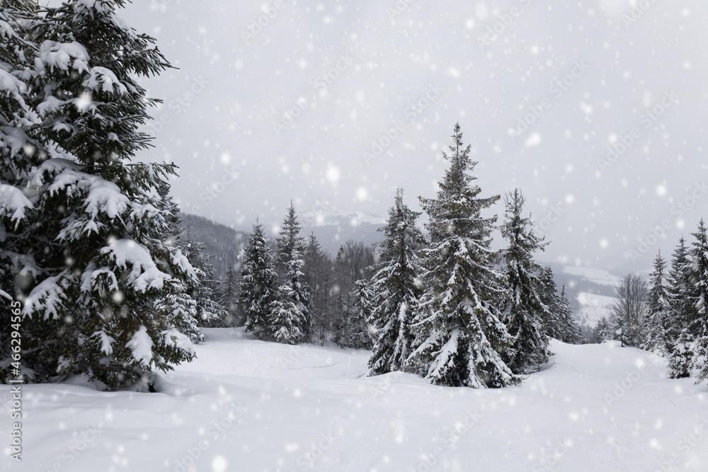 Obraz premium Harsh winter landscape beautiful snowy fir trees