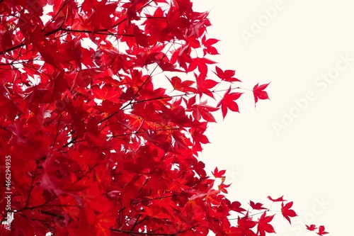 Maple and sky white and red landscape