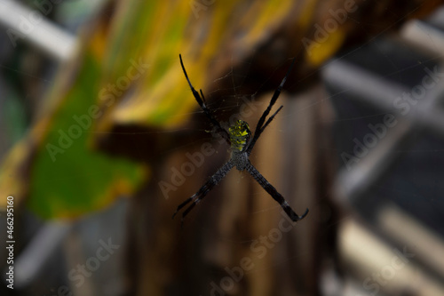 black yellow spider in the garden with banana leaf as a background