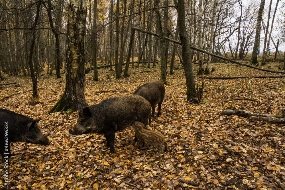 Sergiev Posad, Russia - 17 October 2021: Autumn view of wild boars in the forest