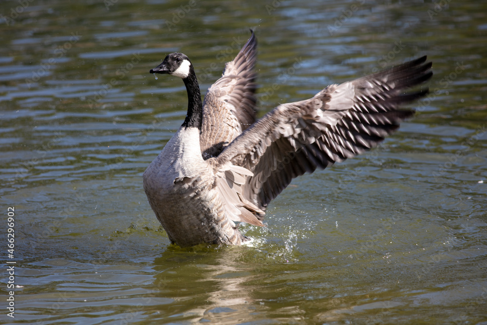 Canada Goose on a Fresh Water Lake Flapping its Wings while Taking a Bath and Preening with the Wings Outspread
Canada Goose on a Fresh Water Lake Flapping its Wings while Taking a Bath and Preening with the Wings Outspread