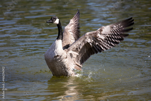 Canada Goose on a Fresh Water Lake Flapping its Wings while Taking a Bath and Preening with the Wings Outspread
