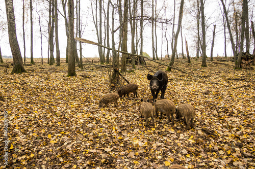 Sergiev Posad, Russia - 17 October 2021: Autumn view of wild boars in the forest