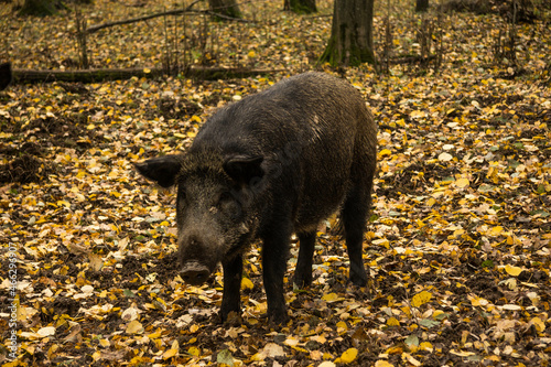 Sergiev Posad, Russia - 17 October 2021: Autumn view of wild boars in the forest