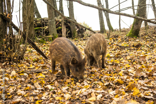 Sergiev Posad, Russia - 17 October 2021: Autumn view of wild boars in the forest