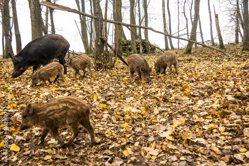 Sergiev Posad, Russia - 17 October 2021: Autumn view of wild boars in the forest