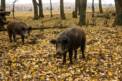 Sergiev Posad, Russia - 17 October 2021: Autumn view of wild boars in the forest